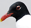 3cy Mediterranean Gull in August, green E52. (91304 bytes)