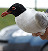 3cy Mediterranean Gull in August, green E52. (91304 bytes)