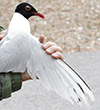 3cy Mediterranean Gull in August, green E52. (91304 bytes)