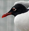 3cy Mediterranean Gull in August, green E52. (91304 bytes)