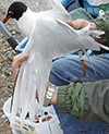 3cy Mediterranean Gull in August, green E52. (91304 bytes)