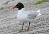 3cy Mediterranean Gull in August, green E52. (91304 bytes)