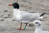 3cy Mediterranean Gull in August, green E52. (91304 bytes)