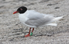 3cy Mediterranean Gull in August, green E52. (91304 bytes)