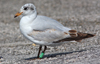 3cy Mediterranean Gull in August, green E52. (91304 bytes)