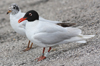3 adult Mediterranean Gulls, including red ringed 731