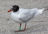 3cy Mediterranean Gull in August, green E52. (91304 bytes)