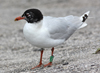 3cy Mediterranean Gull in August, green E52. (91304 bytes)