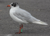 adult Mediterranean Gull ringed green 78U