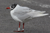 3 adult Mediterranean Gulls, including red ringed 731