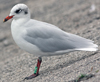 adult Mediterranean Gull in August. (69387 bytes)