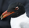 3cy Mediterranean Gull in August, green E52. (91304 bytes)