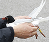 3cy Mediterranean Gull in August, green E52. (91304 bytes)