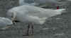 adult or 3cy Mediterranean Gull (61463 bytes)