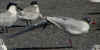 3cy Mediterranean Gull white 4HS