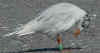 adult Mediterranean Gull ringed green 78U
