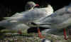 3 adult Mediterranean Gulls, including red ringed 731