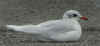 adult Mediterranean Gull (49170 bytes)