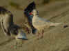 adult Mediterranean Gull in August. (66461 bytes)