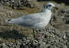 complete moult in 2cy Mediterranean Gull. (90579 bytes)