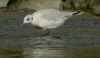 adult Mediterranean Gull in August. (67334 bytes)