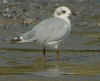 complete moult in 2cy Mediterranean Gull. (87871 bytes)