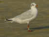3cy Mediterranean Gull in August, green E52. (91304 bytes)