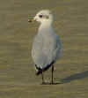 complete moult in 2cy Mediterranean Gull. (81374 bytes)
