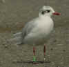 adult Mediterranean Gull in August. (69387 bytes)