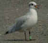 complete moult in 2cy Mediterranean Gull. (74951 bytes)