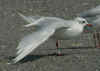 adult Mediterranean Gull in August. (83150 bytes)
