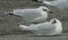 3cy Mediterranean Gull in February. (64142 bytes)