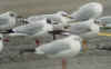 3cy Mediterranean Gull in February. (62591 bytes)