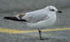2cy Mediterranean Gull green 3JW2. (74368 bytes)
