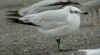 2cy Mediterranean Gull green 3LM2. (67121 bytes)
