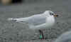 3cy Mediterranean Gull ringed green L33, in February. (57051 bytes)