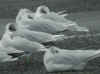 adult Mediterranean Gull green 17M, in February. (61326 bytes)