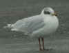 3cy Mediterranean Gull in February. (50170 bytes)