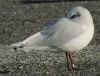 3cy Mediterranean Gull Budapest 368817 (89915 bytes)