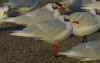 adult Mediterranean Gull ringed PARIS (79052 bytes)