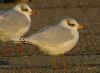3cy Mediterranean Gull (72060 bytes)