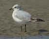 2cy Mediterranean Gull (52022 bytes)