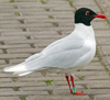 adult Mediterranean Gull ringed green 78U