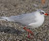 3 adult Mediterranean Gulls, including red ringed 731