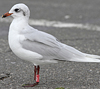 3 adult Mediterranean Gulls, including red ringed 731