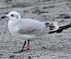 3 adult Mediterranean Gulls, including red ringed 731