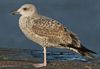 1cy michahellis in November, ringed in S France. (58277 bytes)