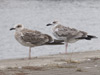juvenile michahellis in August. (92854 bytes)