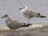 juvenile michahellis in August. (92854 bytes)