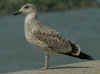 juvenile michahellis in August. (63948 bytes)
